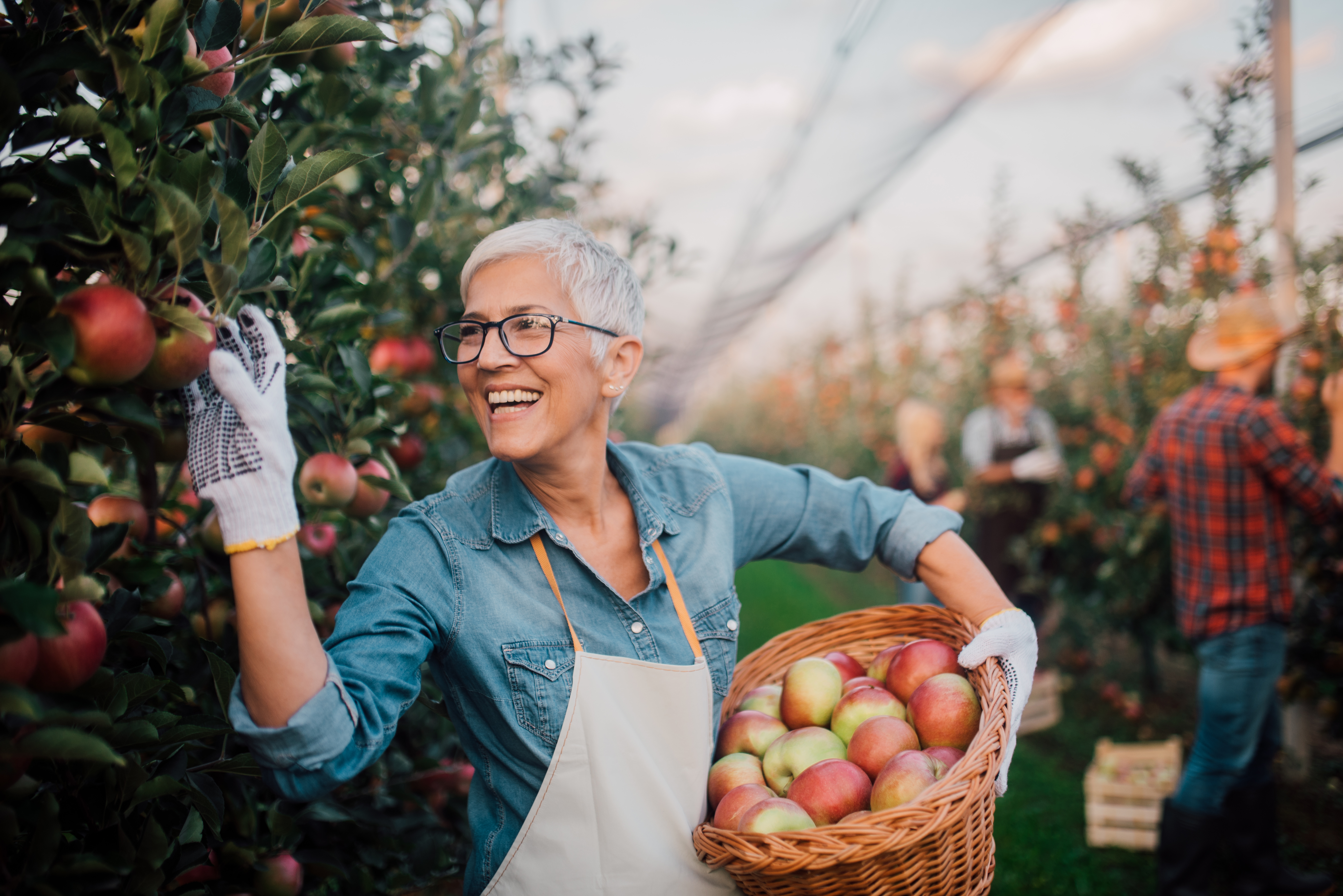 Orchard owner picking apples